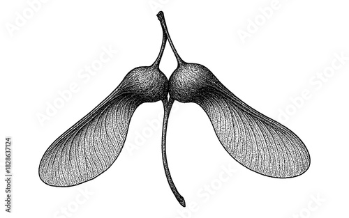 Detailed black and white drawing of maple seed pods with intricate line texture