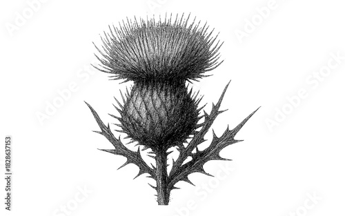 Detailed vintage thistle drawing with intricate spiky leaves and blossoms