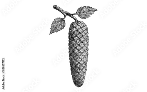 Vintage engraving of black pepper long piper plant with detailed texture