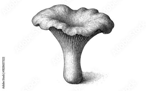 Detailed vintage ink drawing of chanterelle mushroom with textured shading