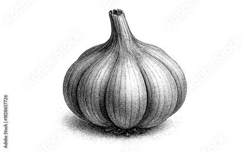 Detailed engraving style black and white garlic bulb drawing