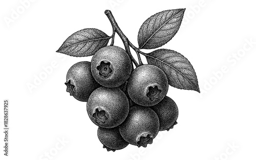 Detailed botanical engraving of blueberries on branch with leaves