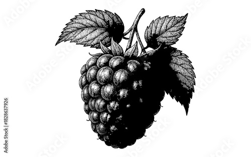 Intricate engraving of black and white raspberry on white background