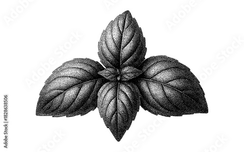 Detailed hand-drawn basil leaf trio on white background