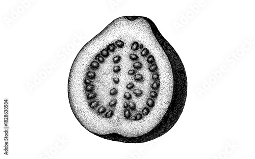 Hand drawn halved guava with seeds in stipple art style