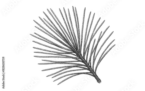 Detailed pine needle drawing on white background with fine shading