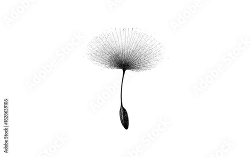 Detailed dandelion seedhead with stipple effect on white background