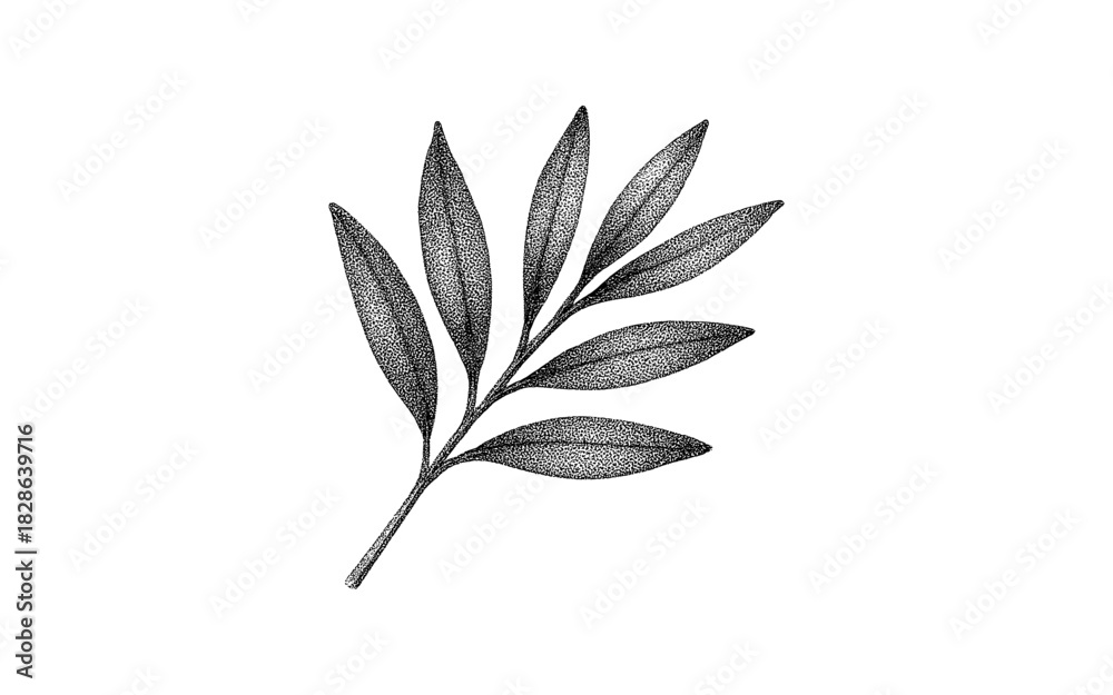 Fototapeta premium Detailed hand-drawn botanical leaf in black and white