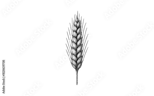 Detailed hand drawn sketch of wheat ear on white background