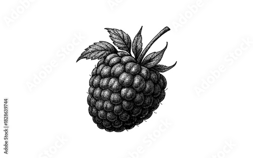 Detailed vintage raspberry drawing with textured shading