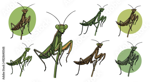 Praying mantis poses collection with transparent background