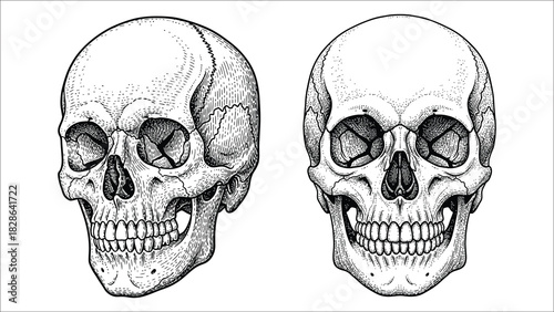 Detailed Human Cranium and Facial Bones Illustration