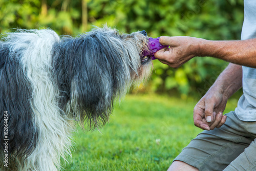 spielender polnischer, Niederungshütehund Pon 