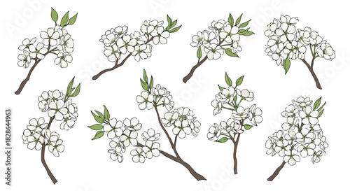 White cherry blossom branches with transparent background