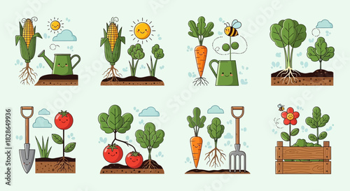 Colorful vector illustrations showcasing various stages of vegetable growth in the garden