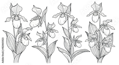 Lady slipper orchid flowers outline botanical sketch