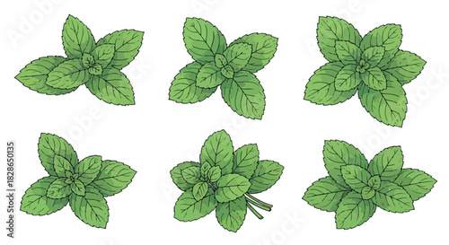 Mint leaves collection with transparent background
