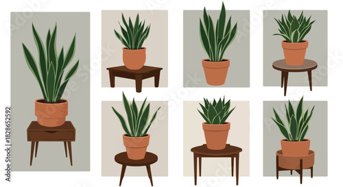 Sansevieria plants in pots on wooden furniture