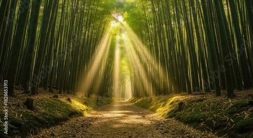 Sun rays streaming through dense forest trees, illuminating woodland floor, creating serene atmosphere, natural light beams, peaceful forest environment, and nature scenery