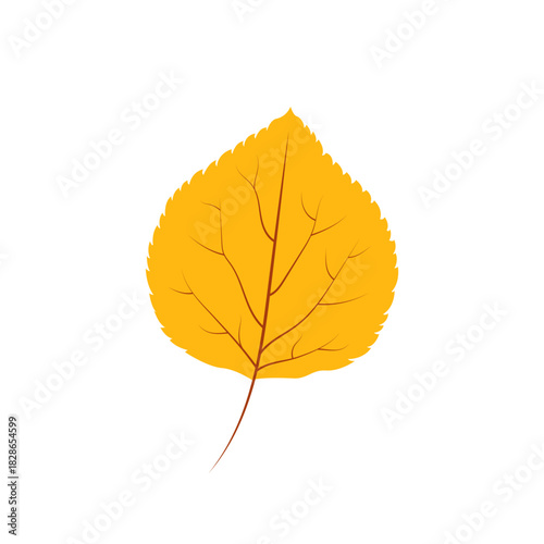 Poplar tree leaf vector illustration isolated on white background. Orange autumn leaf. Fall forest foliage. Aspen leaf