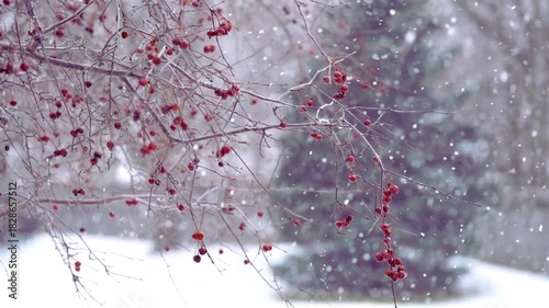  Macro crystal close-ups of frost forming on budding spring flowers at dawn.