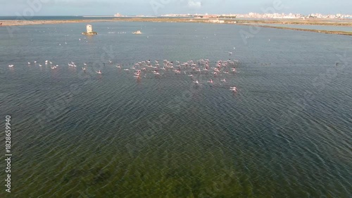 Flamingi w locie Salina Paceco Trapani Sycylia solanka