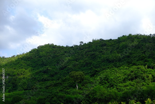 Green Mountain Landscape with Lush Forest