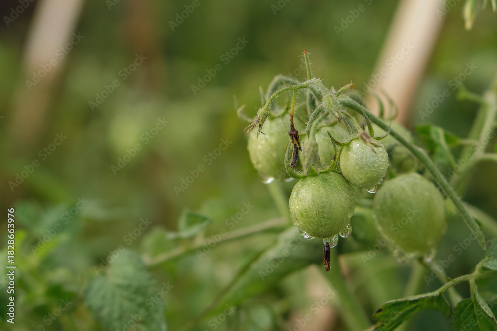 Obraz premium A focus stack image of a single green tomato emphasizing the fine hairs (trichomes) on the stem and vine.