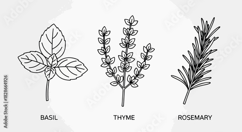 Basil, thyme, rosemary herbs outline botanical study