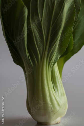 Konstfotografi bok choy
