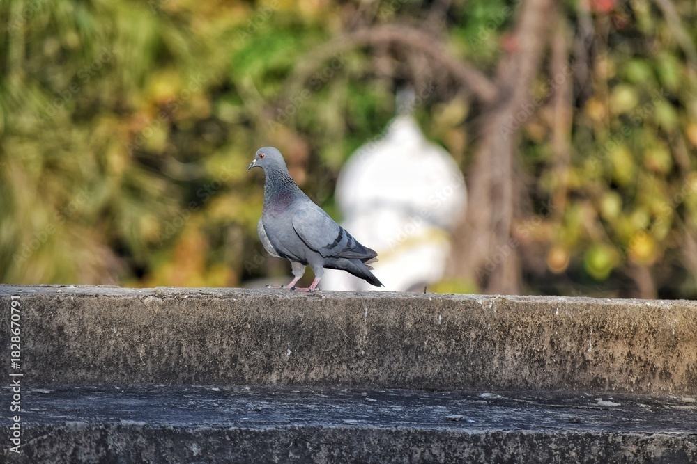 Fototapeta premium pigeon on a fence