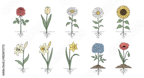 Various flowers with roots and soil