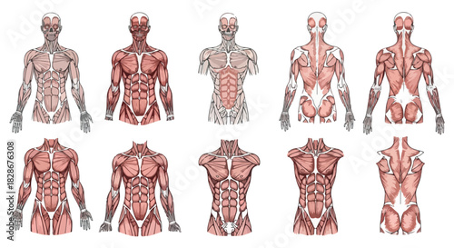 Human anatomy chart showing muscle structure and skeletal system