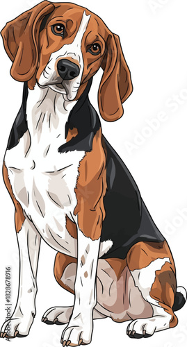 Harrier dog sitting tilting head cute curious pose 