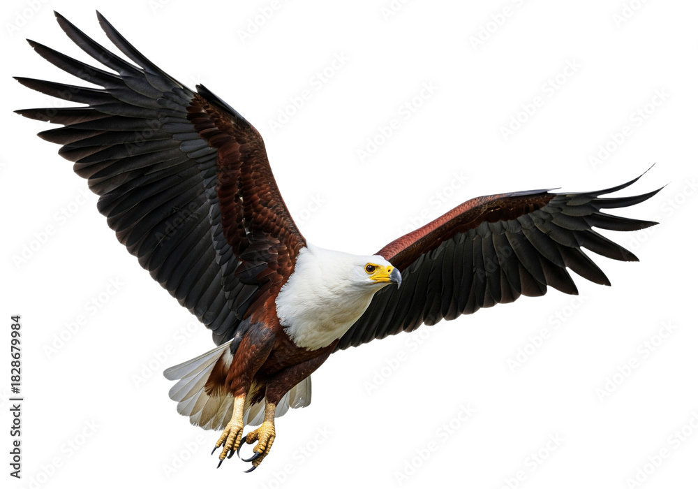Obraz premium Eagle with transparent PNG background
