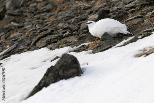 Rock Ptarmigan in Winter Plumage Blending with Snow