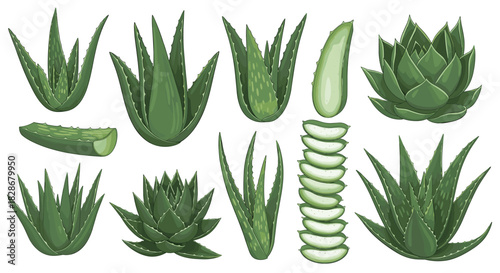 Large collection of realistic aloe vera plants and succulent leaves including whole plants and sliced sections for cosmetic designs.
