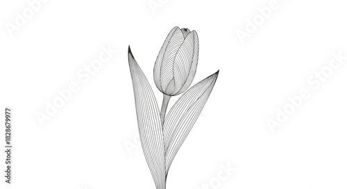 Elegant and abstract tulip flower created with intricate black lines in a sophisticated wireframe style on a white background.