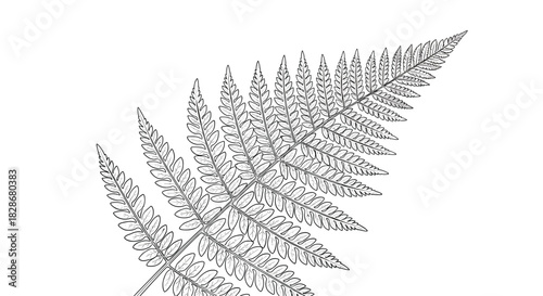 Simple and clean black and white outline illustration of a single fern leaf perfect for coloring pages or minimalist botanical designs.