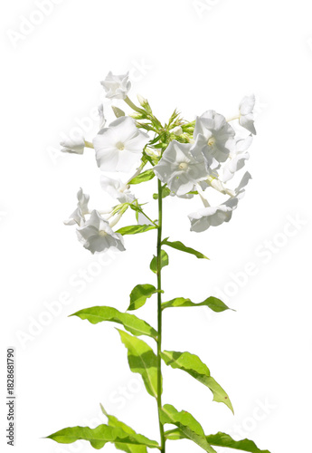 Weißer Phlox (Phlox paniculata)
