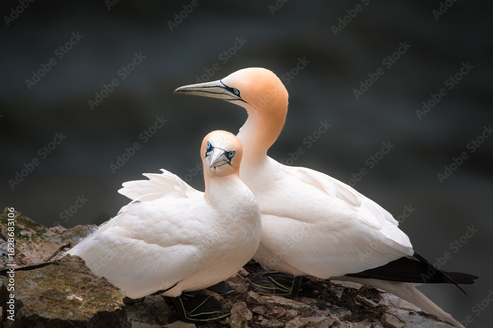 Obraz premium A pair of gannets on the cliffs during breeding season 