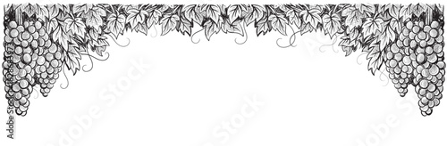 Grapes vineyard, grapevine black and white vector illustration. Thin sketch style vine branches leaves. Wine labels design, branding border hand drawn decorative.