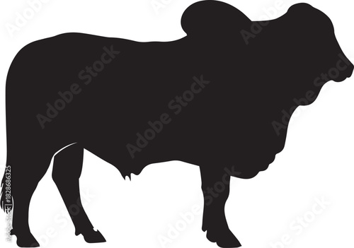 Silhouette of a majestic brahman bull standing in profile against a white background showcasing its distinctive hump and horns