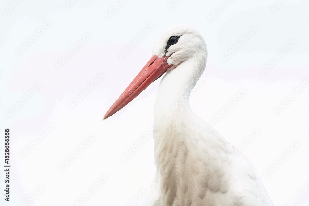 Fototapeta premium Portrait of a stork on a white background