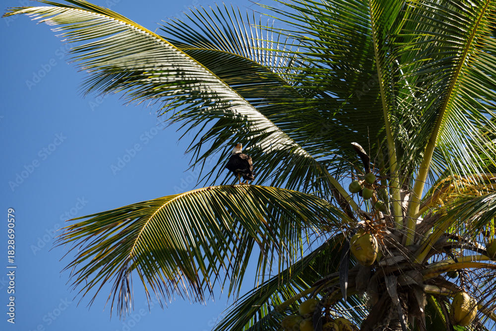 Fototapeta premium Serra Grande Bahia Authentic Tropical Landscapes Sea Coconut Trees Blue,Authentic landscape photography from Bahia, Brazil featuring the tropical beauty of Itacaré beaches with deep blue ocean