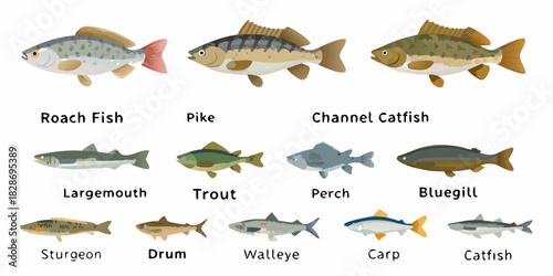 Collection of different freshwater fish species illustration on white background