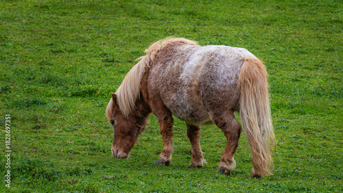 The Hispano-Breton is a heavy draft horse breed originating in Spain, where it grazed on grass. It was developed from crossing local Iberian mares with French Breton stallions. It is a hardy, muscular