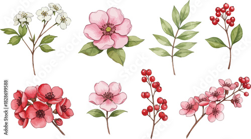 Collection of delicate watercolor floral illustrations with berries and greenery
