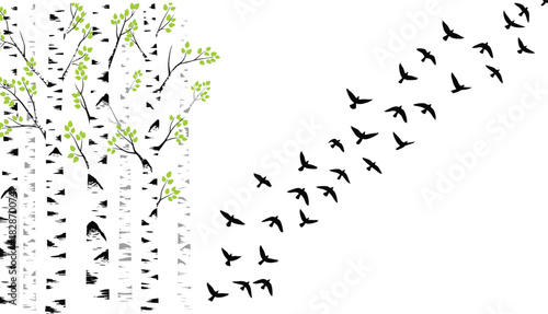 Birch trees forest with green leaves and flying birds vector silhouette nature background.