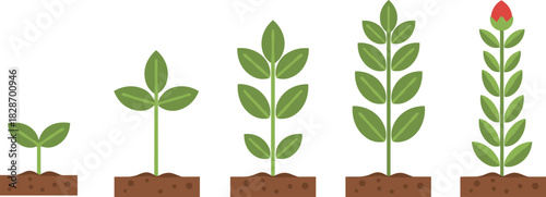 Concept of Plant Growth and Development Stages from Seedling to Mature Stem with Bud Icon Set, Agriculture and Life Cycle Vector Illustration, Growing Up Process